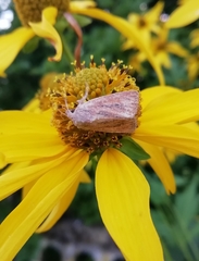 Photedes fluxa