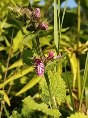 Stachys sylvatica