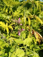 Stachys sylvatica