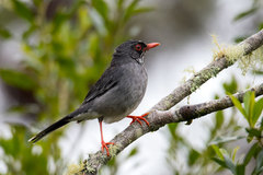 Eastern Red-Legged Thrush photo 3