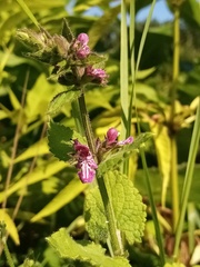 Stachys sylvatica