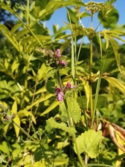 Stachys sylvatica