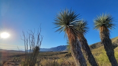 Yucca carnerosana