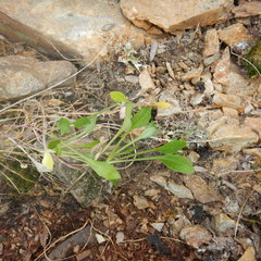 Campanula uniflora