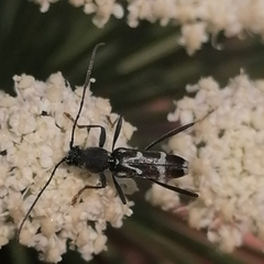 Chlorophorus figuratus