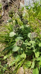 Dracocephalum grandiflorum