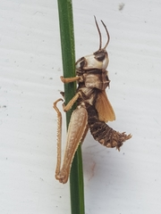 Entomophaga grylli