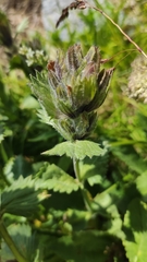 Dracocephalum grandiflorum