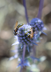 Philanthus triangulum