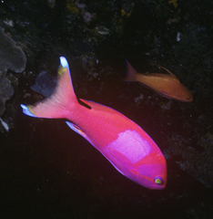 Pseudanthias pleurotaenia