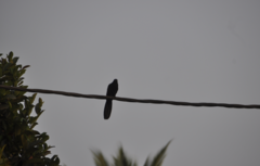 Centropus sinensis parroti