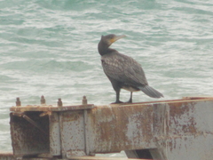 Phalacrocorax carbo