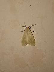 Pareuchaetes pseudoinsulata