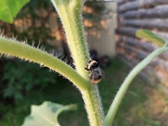 Bombus sichelii
