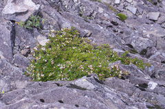 Rhododendron tetramerum
