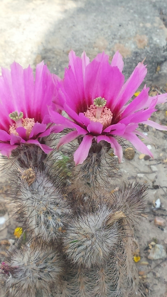 Fitch's Hedgehog Cactus