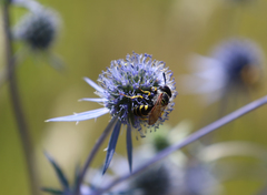 Philanthus triangulum