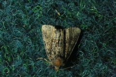 Mesoligia furuncula