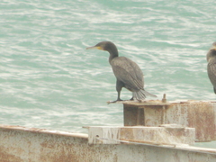 Phalacrocorax carbo