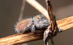 Phidippus princeps