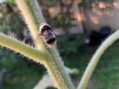 Bombus sichelii