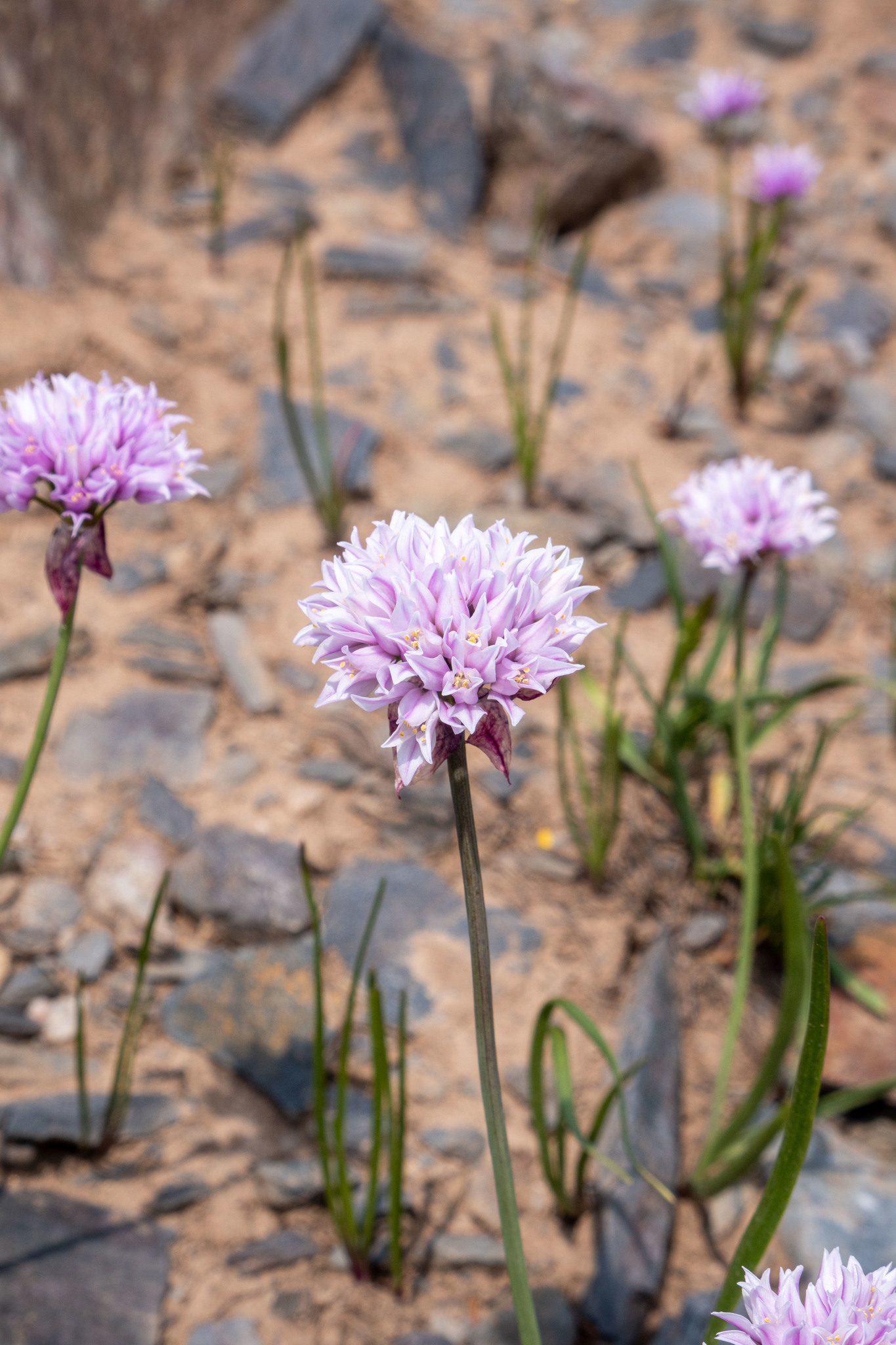 Allium geyeri