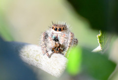 Phidippus princeps