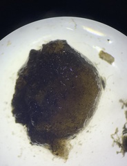 Ascidiella aspersa