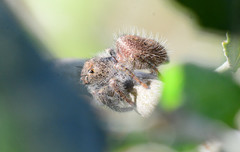 Phidippus princeps
