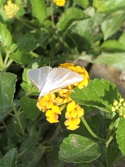 Diaphania costata