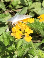 Diaphania costata
