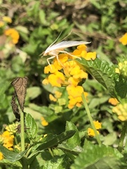 Diaphania costata