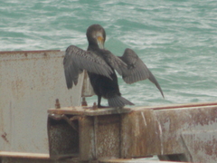 Phalacrocorax carbo