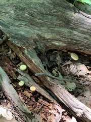 Kuehneromyces marginellus