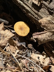 Kuehneromyces marginellus