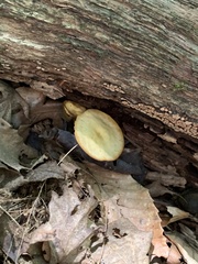 Kuehneromyces marginellus