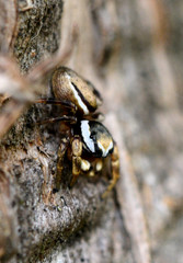 Pelegrina pervaga