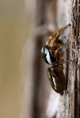 Pelegrina pervaga