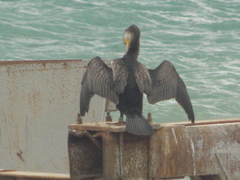 Phalacrocorax carbo