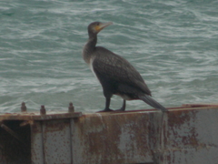 Phalacrocorax carbo