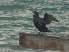 Phalacrocorax carbo
