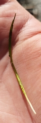 Zostera japonica