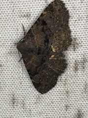 Metalectra quadrisignata