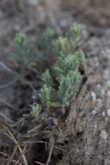 Teucrium polium
