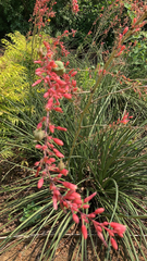 Hesperaloe parviflora