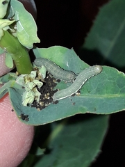 Orthosia gothica