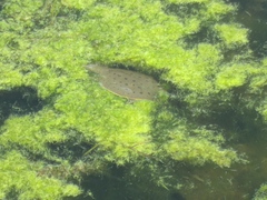 Apalone spinifera spinifera