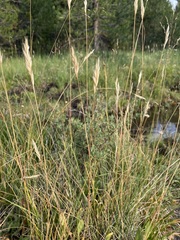 Danthonia intermedia