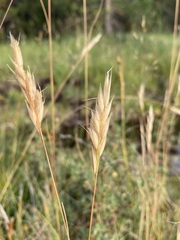 Danthonia intermedia