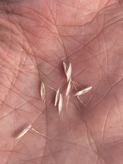 Danthonia intermedia